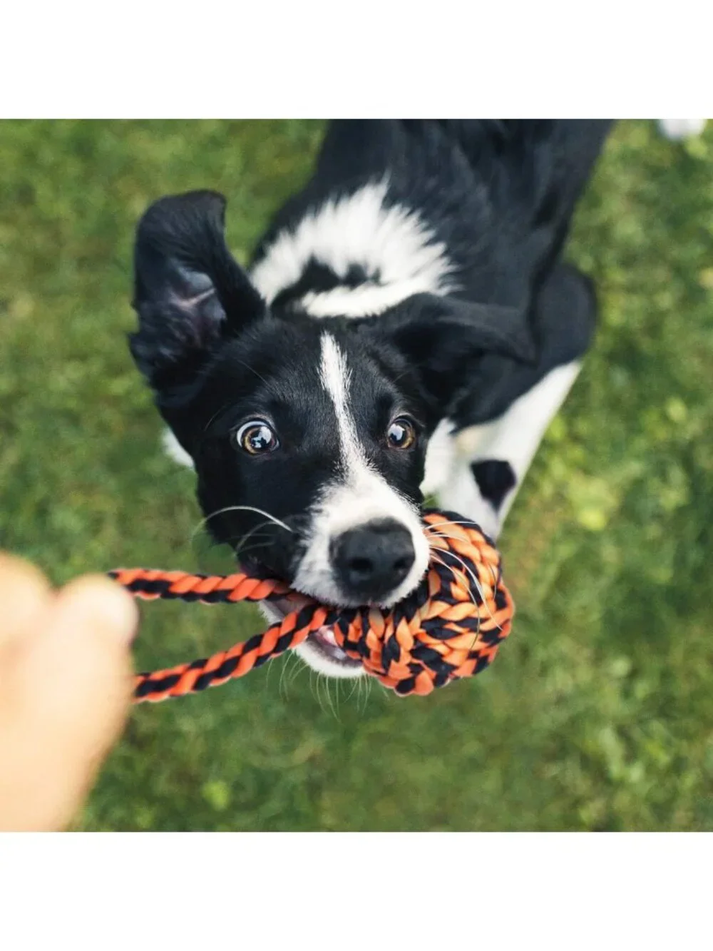 Large Tough Chew Toys for Aggressive Chewers | 9 Pack Heavy Duty Rope & Tug Toys